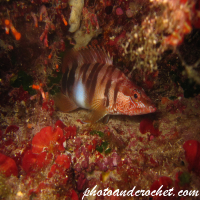 Underwater and Sealife