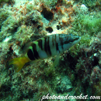 Painted Comber - Image