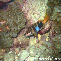 Painted Comber - Image