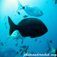 ปลาบรีม – อัลบั้มภาพถ่ายใต้น้ำ