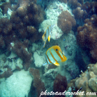 Butterflyfish