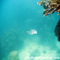Box Porcupine - Pufferfish