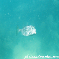 Box Porcupine - Pufferfish