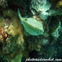 Box Porcupine - Pufferfish
