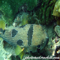 Box Porcupine - Pufferfish