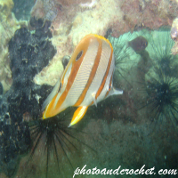 Butterflyfish