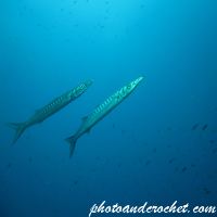 ปลากะรังดาบ