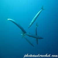 Barracudas - Image