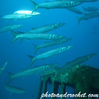 Barracudas - Image