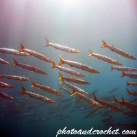Barracudas - Image