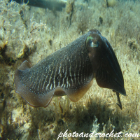 Cuttlefish - Image