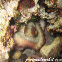 Octopus - Watching you