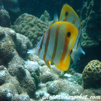 Butterflyfish