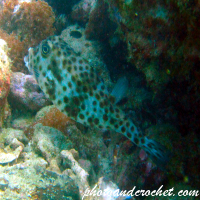 Box Porcupine - Pufferfish