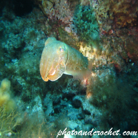 Cuttlefish - Image