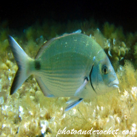 Saddled Seabream - Image