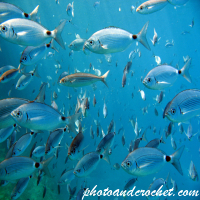 Saddled Seabream - Image