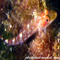 ปลาบลีนนีส์ – Blennioidei