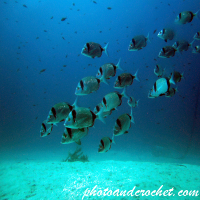 Two-banded Seabream - Image