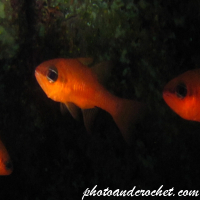 Cardinal fish - Image