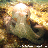 Octopus - Image
