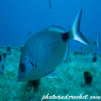 Saddled Seabream - Image