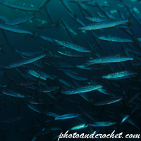 Barracudas - Image