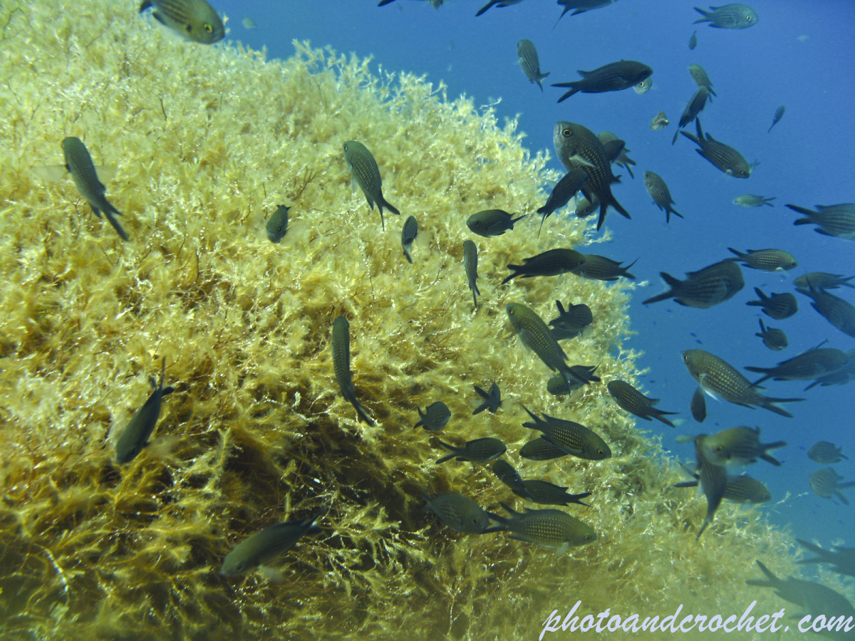 Damselfish - Image