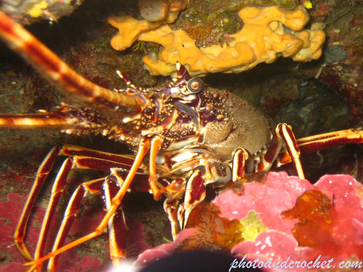 Spiny Lobster - Image