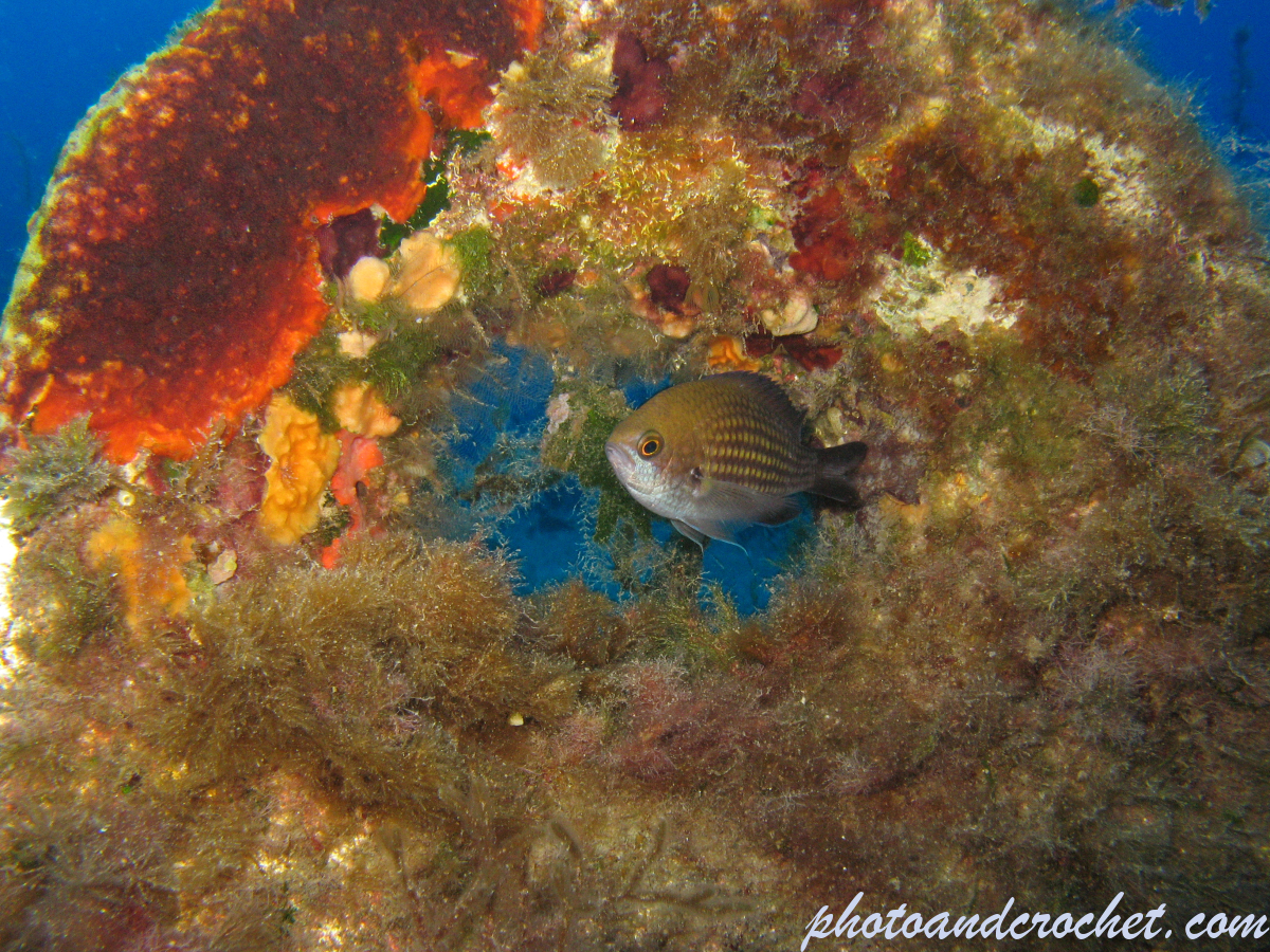 Damselfish - Image