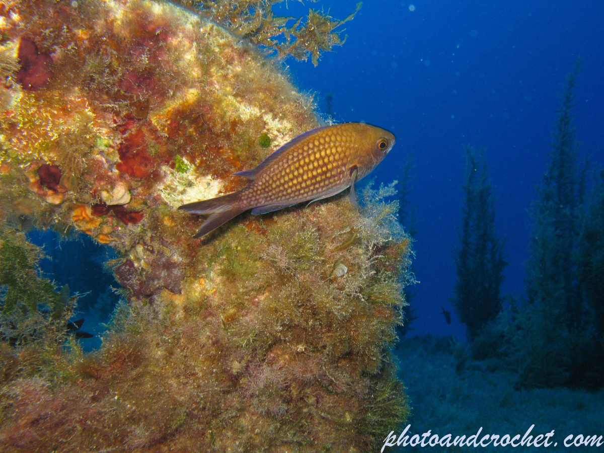 Damselfish - Image