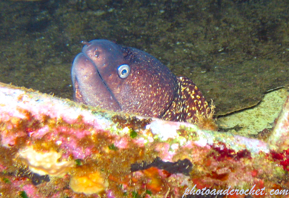 Moray Eel - image