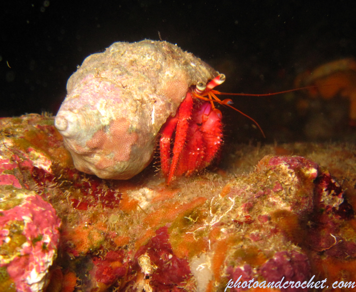 Hermit Crab - Image