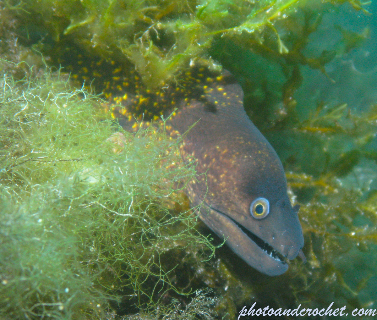 Moray Eel - image