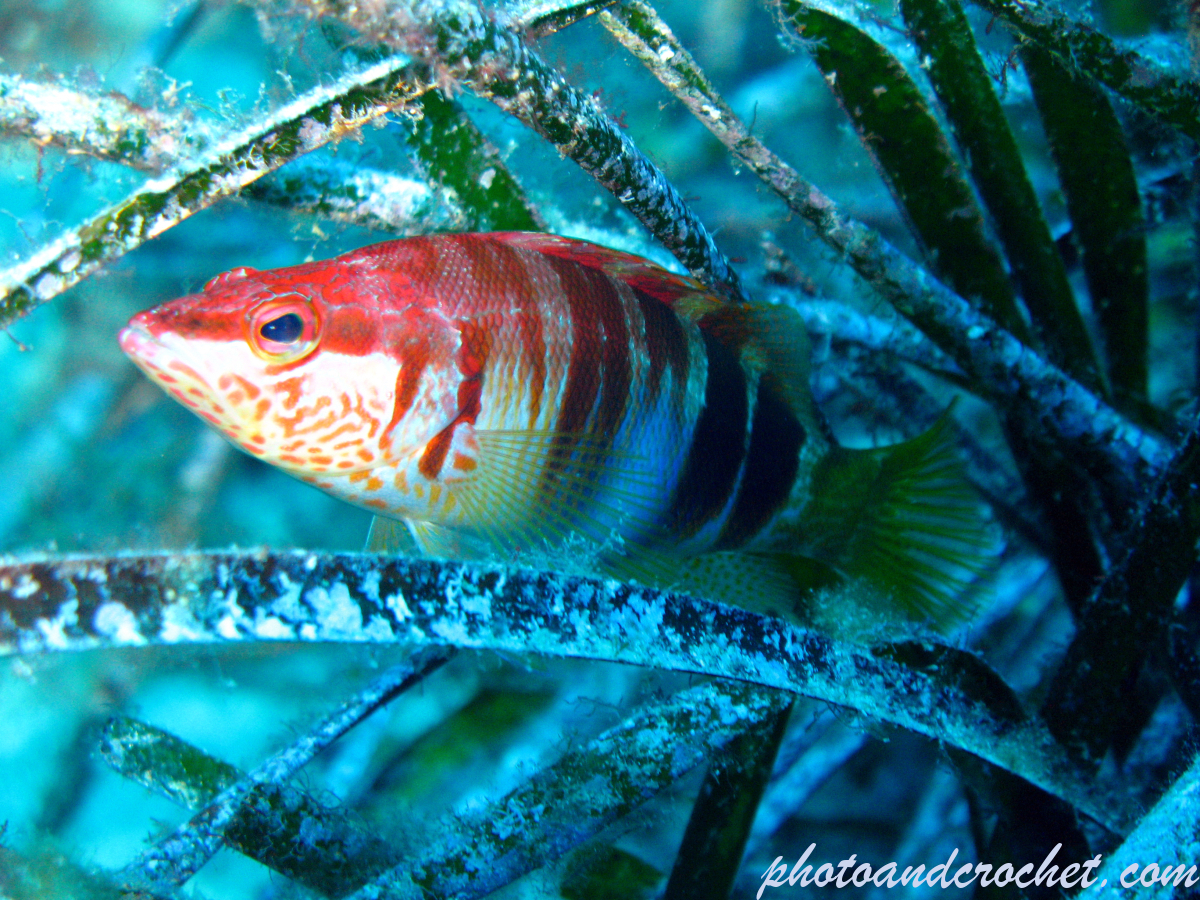 Painted Comber - Image