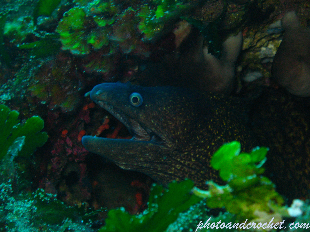 Moray Eel - image