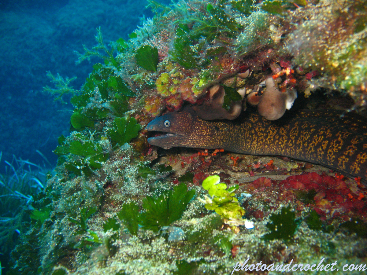 Moray Eel - image