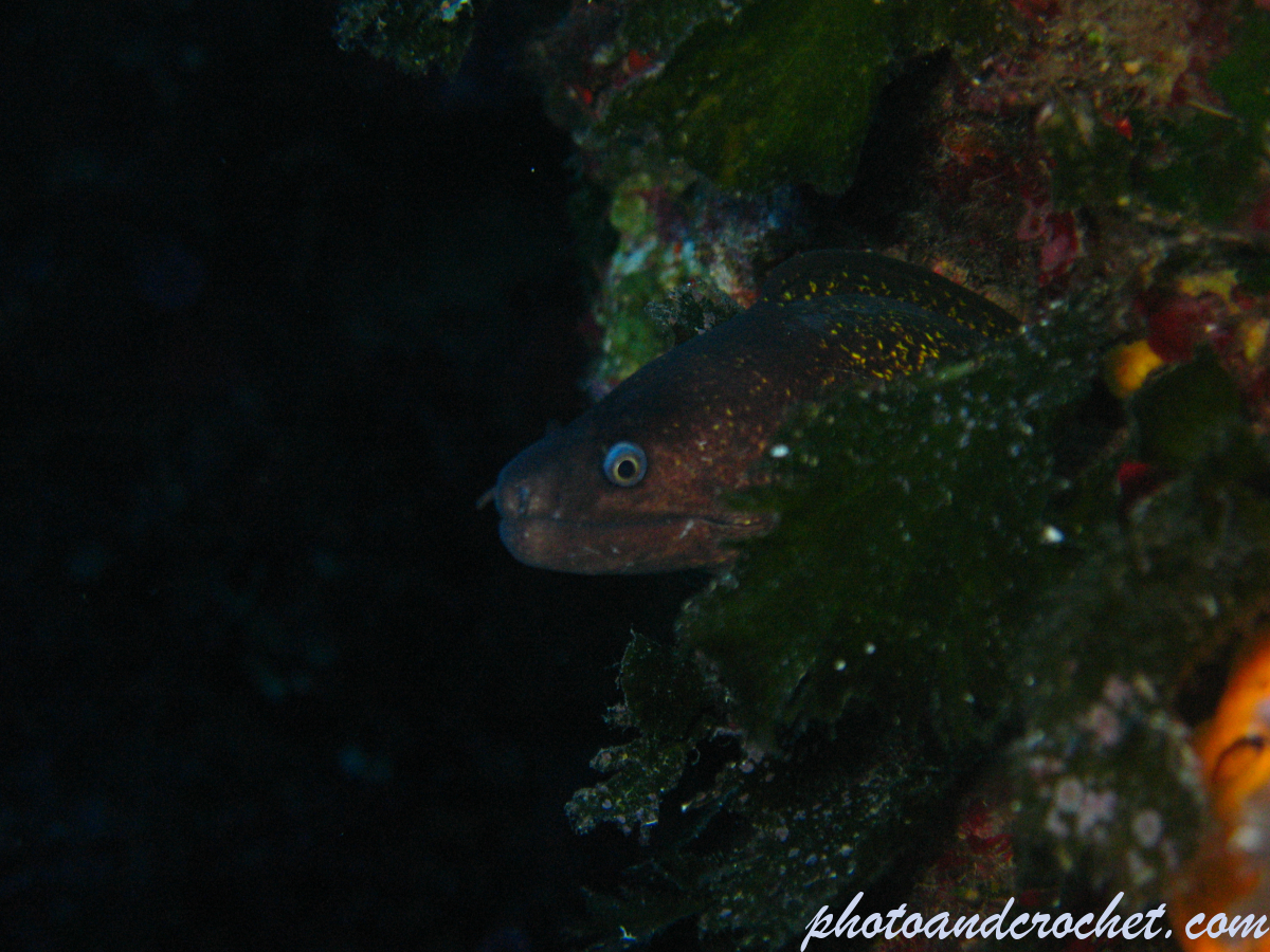 Moray Eel - image