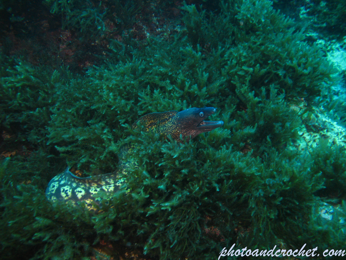 Moray Eel - image
