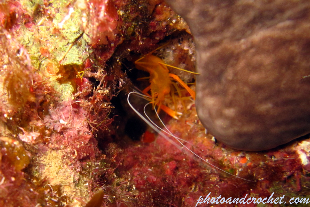 Banded shrimp - Image