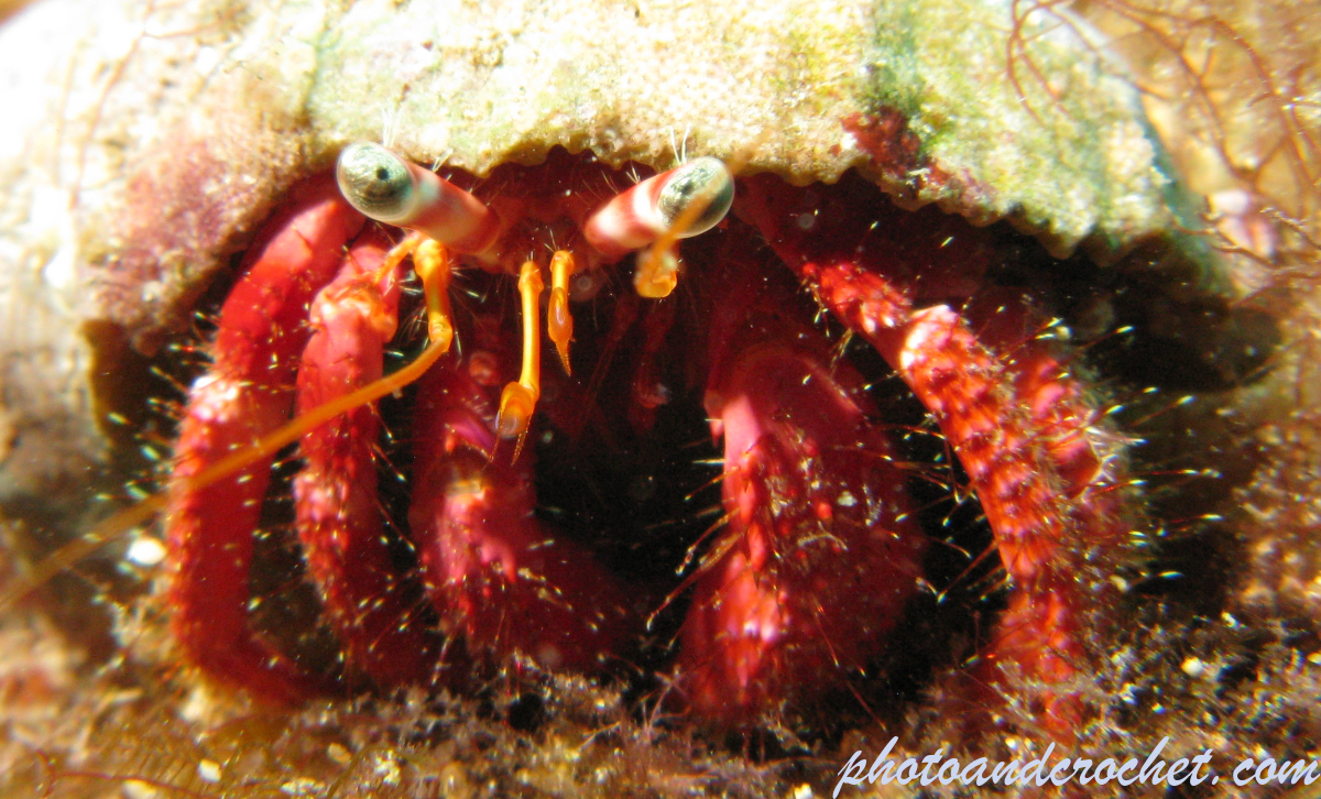 Hermit Crab - Image