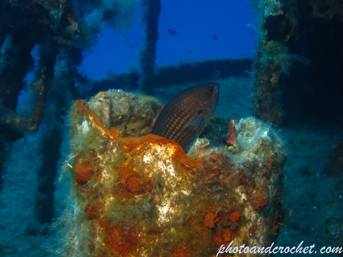 Damselfish - Image