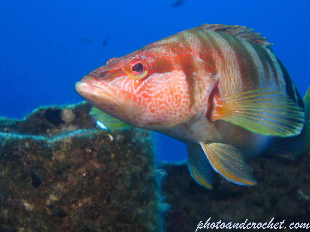 Painted Comber - Image