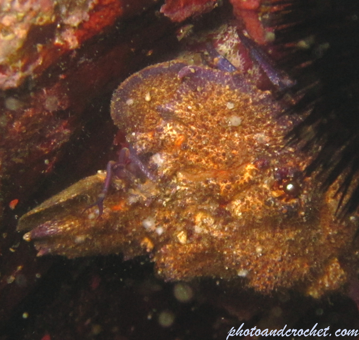 Locust lobster - Image