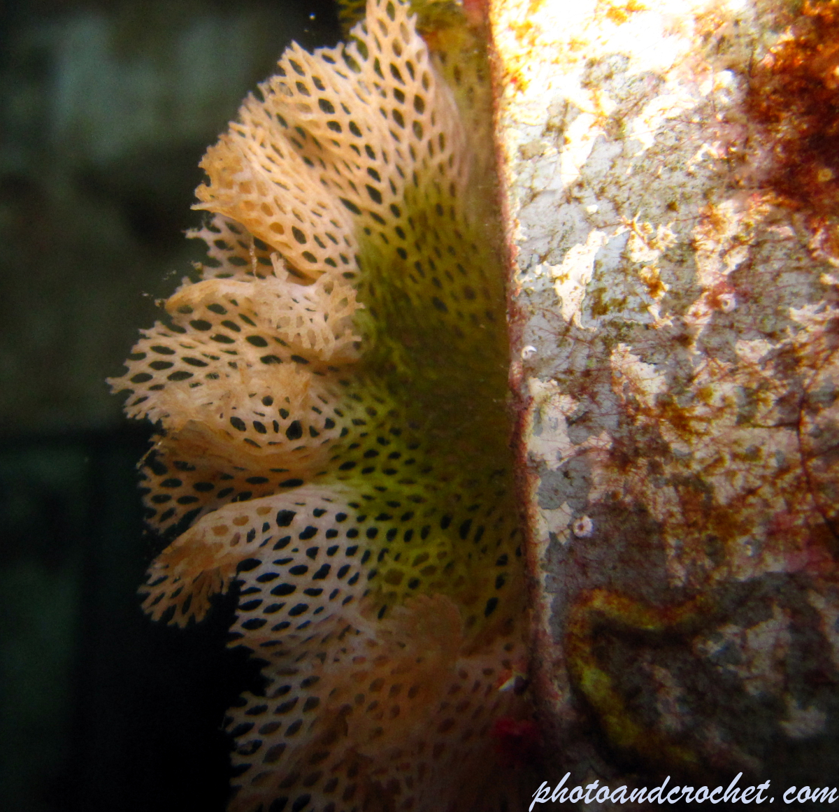 Sea lace bryozoan - Image