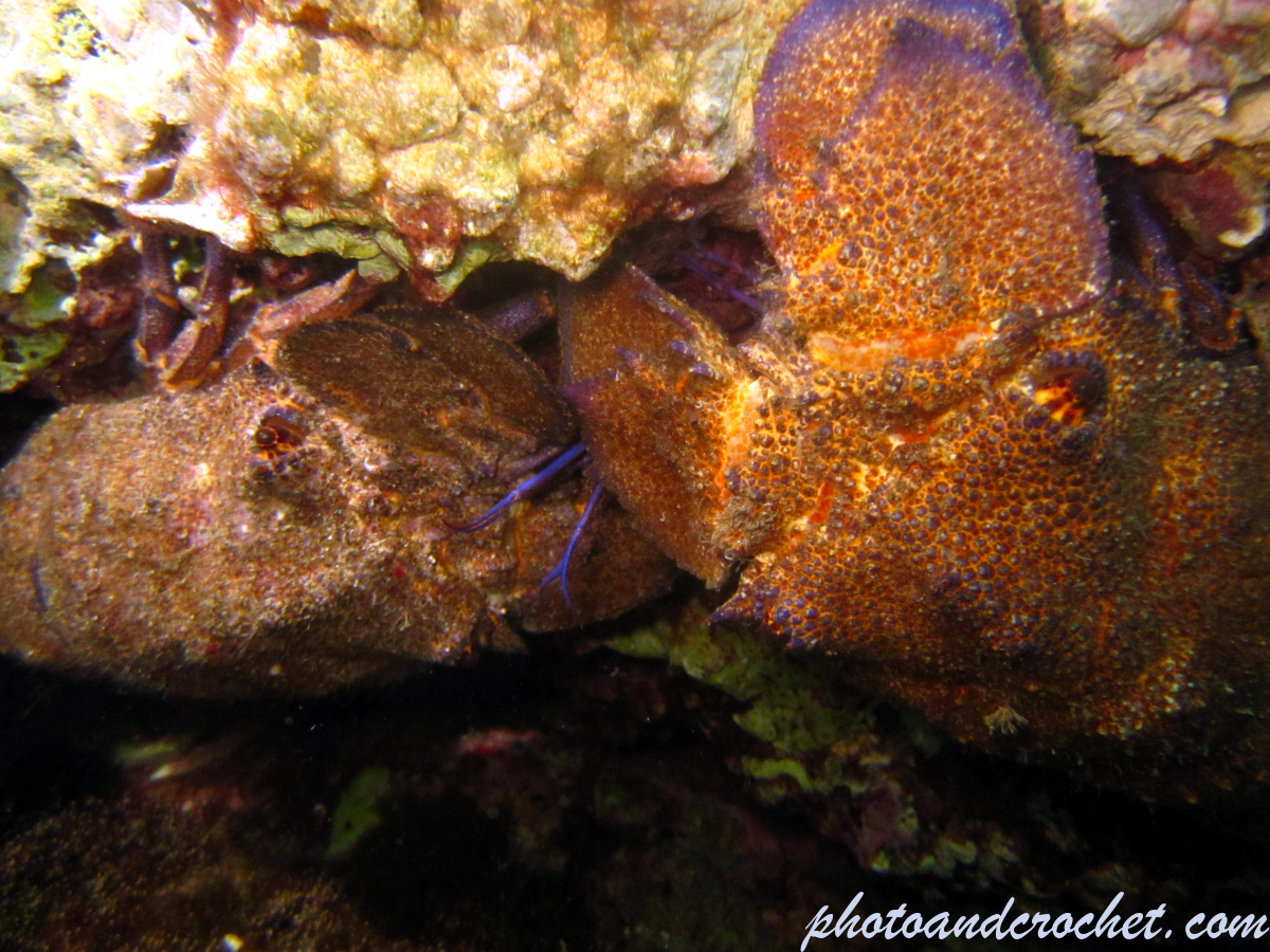 Locust lobster - Image