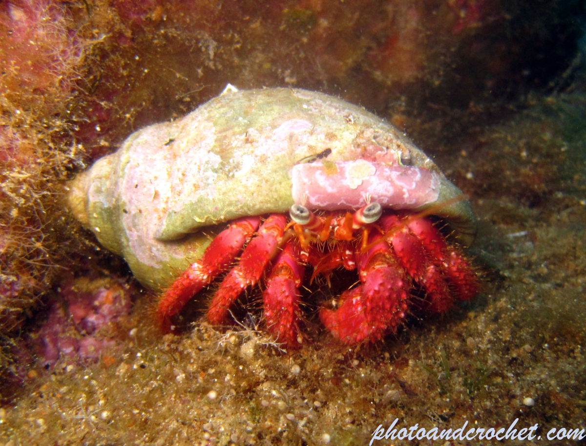 Hermit Crab - Image