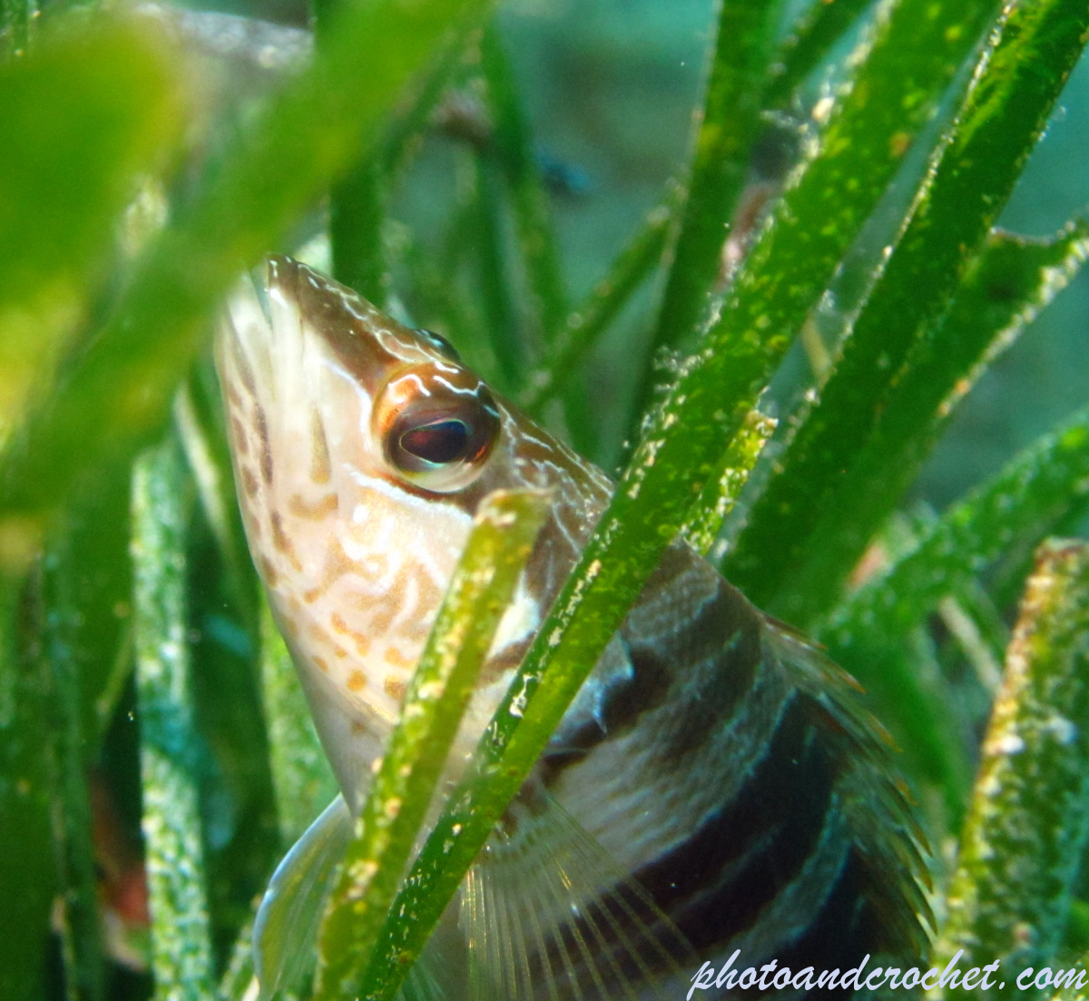 Painted Comber - Image