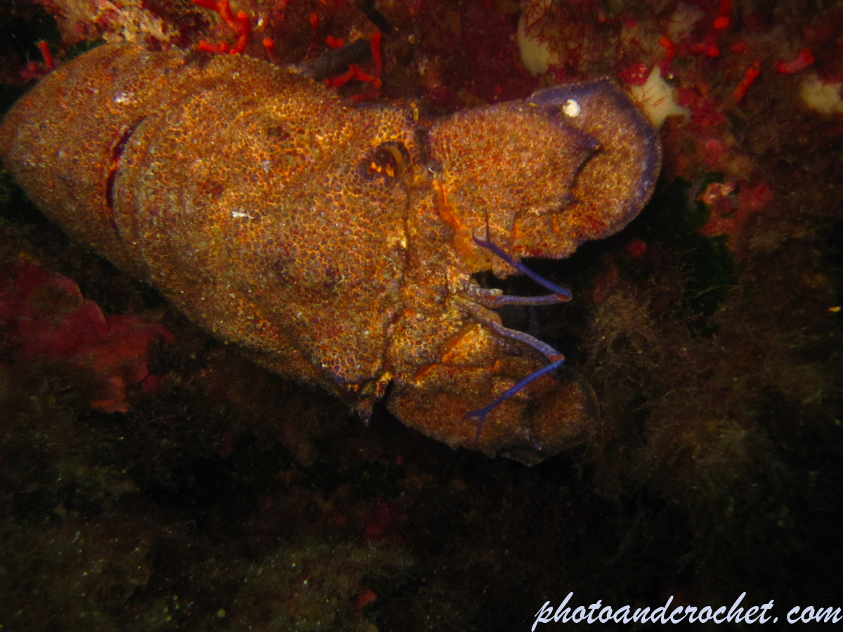 Locust lobster - Image