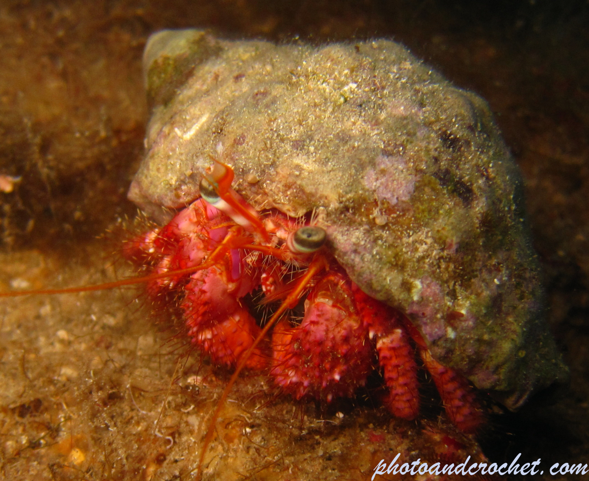 Hermit Crab - Image